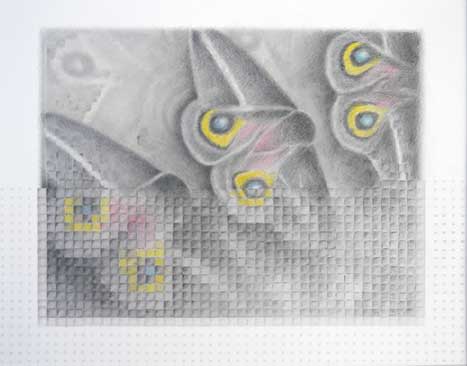 Pencil drawing of three moths