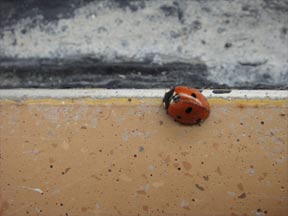 ladybug