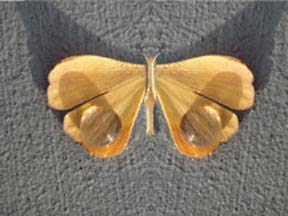 butterfly leaf