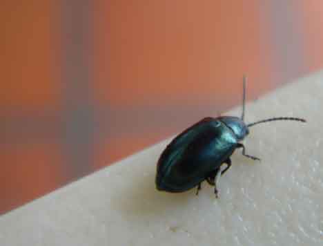 One beetle sitting on the edge of a table