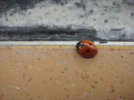 One ladybug on the curb
