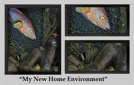 Fish looking at two plastic bottle