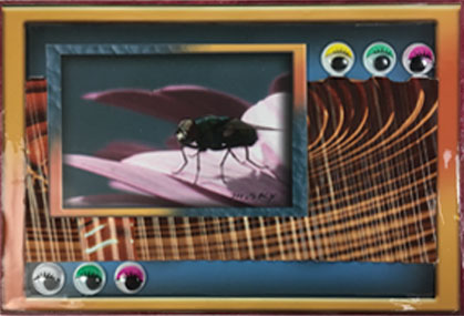 Photo of fly with many plastic eyes