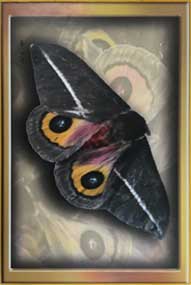 Photo of a moth