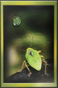 Photo of a stinkbug with a glass bead